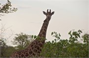 95_Motswari-651