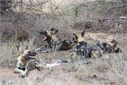 96_Motswari-651