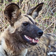 99_Motswari-651