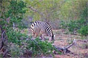 9_Motswari-651