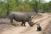100_Motswari-652