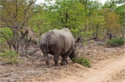 101_Motswari-652