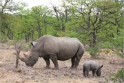 102_Motswari-652