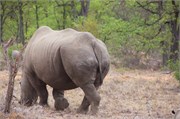 103_Motswari-652