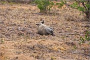 104_Motswari-652