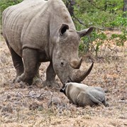 105_Motswari-652