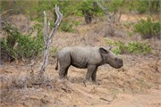 108_Motswari-652