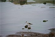 10_Motswari-652