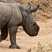 110_Motswari-652
