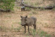113_Motswari-652