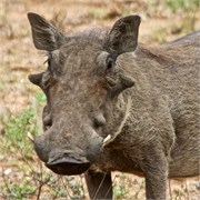 114_Motswari-652