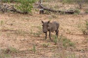 115_Motswari-652