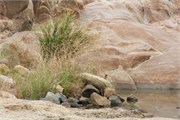 116_Motswari-652