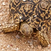 118_Motswari-652