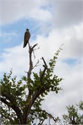 120_Motswari-652