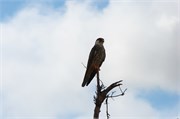 121_Motswari-652