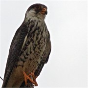 122_Motswari-652