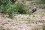 123_Motswari-652