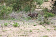124_Motswari-652