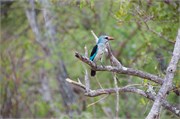 125_Motswari-652