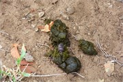 127_Motswari-652