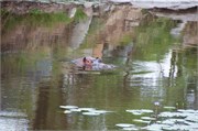 130_Motswari-652