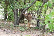 132_Motswari-652