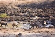 138_Motswari-652