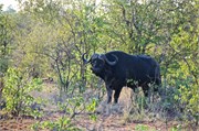 139_Motswari-652