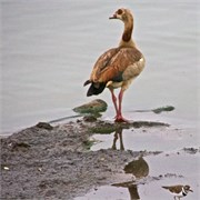 13_Motswari-652