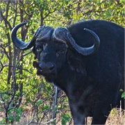140_Motswari-652