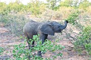 143_Motswari-652