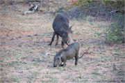 145_Motswari-652