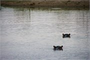 15_Motswari-652