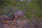 22_Motswari-652