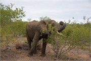 29_Motswari-652