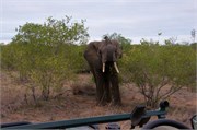 31_Motswari-652