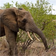 32_Motswari-652