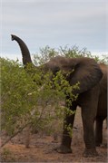 36_Motswari-652