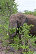 39_Motswari-652