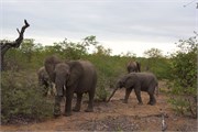 45_Motswari-652