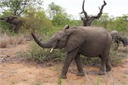 46_Motswari-652