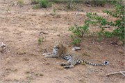 52_Motswari-652