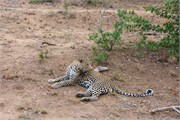 53_Motswari-652