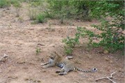 54_Motswari-652