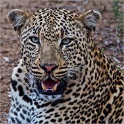 56_Motswari-652