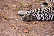 57_Motswari-652