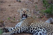 59_Motswari-652