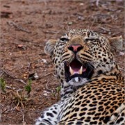 60_Motswari-652