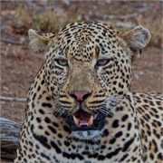 63_Motswari-652